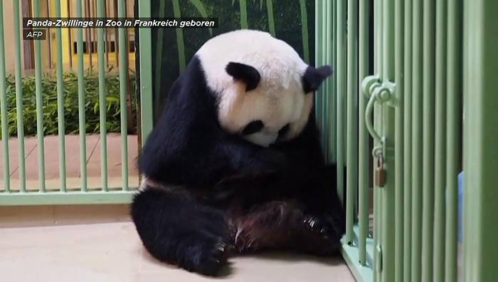 Video: Französischer Zoo feiert Geburt von Panda-Zwillingen