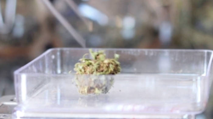 Video: Hoffnung für Patienten: Kann Cannabis-Spray aggressive Gehirntumore stoppen?