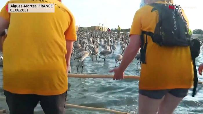 Video: Camargue: Beringung und Zählung der Flamingos