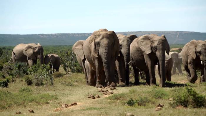 News video: Heute ist Welttag der Elefanten