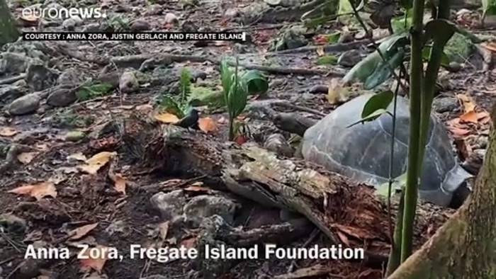 Video: Von wegen Vegetarier... Riesenschildkröte jagt - und frisst Küken