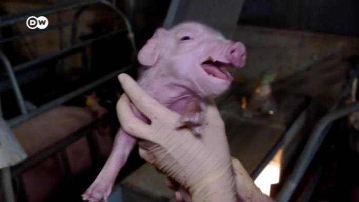 News video: Preisdruck bei Schweinefleisch