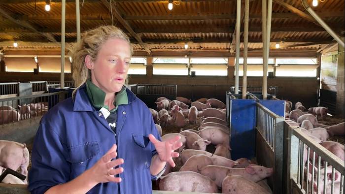 Video: Schweinestau treibt britische Fleischproduzenten in den Ruin