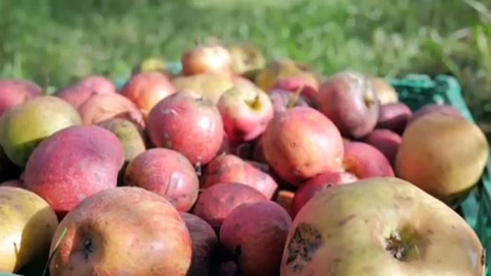 Video: 650 Kilo Äpfel: Freiwillige helfen beim Pflücken