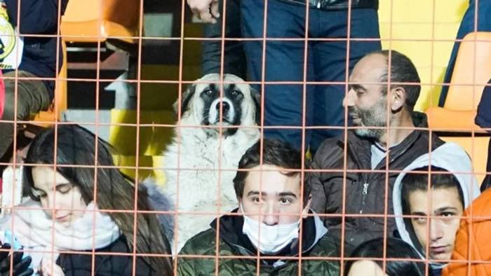 Video: Sportfoto des Jahres? Hund genießt Deutschland-Spiel auf der Tribüne