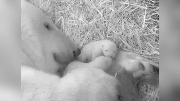 News video: Flauschiges Doppelpack: Rostocker Zoo freut sich über Eisbär-Zwillinge