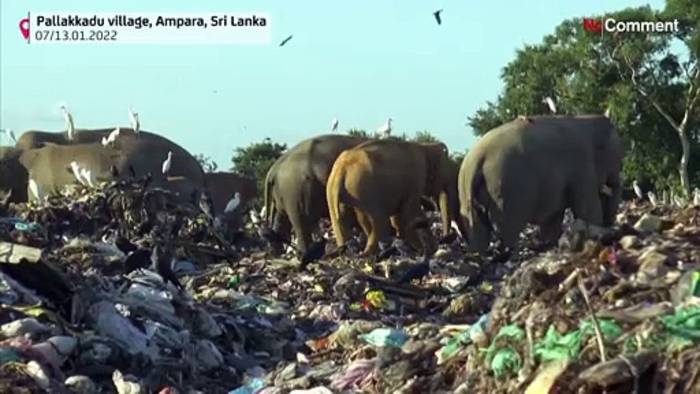 News video: Tödliche Verzweiflungstat in Sri Lanka: Elefanten suchen auf Müllkippen nach Nahrung