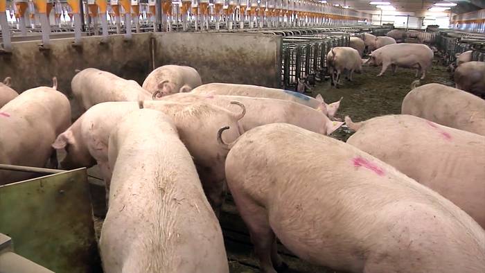 Video: Schweinemast in Europa: Ferkel immer weniger wert, Futter immer teurer