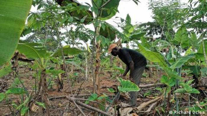 Video: Ghana: Effizienz und Nachhaltigkeit im Kakaoanbau