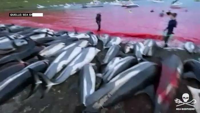 Video: 1,3 Mio Unterschriften gegen Delfinjagd - Lenken die Färöer jetzt ein?