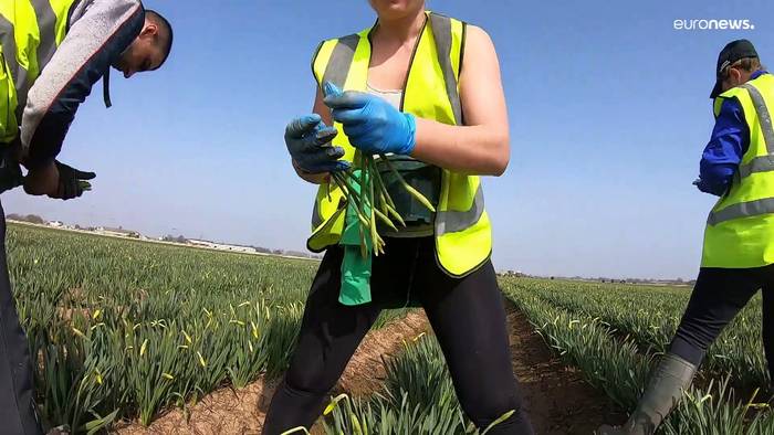 News video: Keiner will pflücken: Millionen Osterglocken verwelken auf britischen Feldern