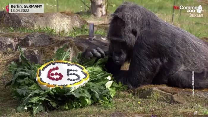 Video: Gorilla-Weibchen „Fatou“: Eine Torte zum 65.