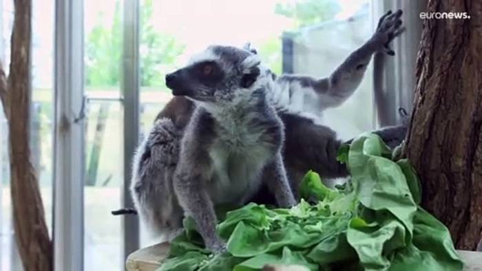Video: Nur 2.000 Tiere in Madagaskar: Wiener Zoo freut sich über Katta-Nachwuchs
