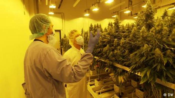 News video: Legalisierung: Cannabis verspricht hohe Gewinne