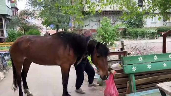 News video: Alltag im Krieg in Severodonetsk: Er hat wenigstens sein Pferd gefunden