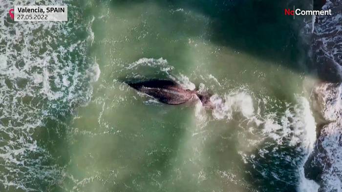 Video: Wal stirbt wenige Tage nach seiner Befreiung aus einem Fischernetz