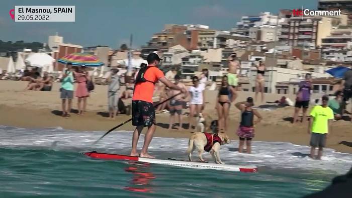 Video: Hunde auf dem Surfbrett