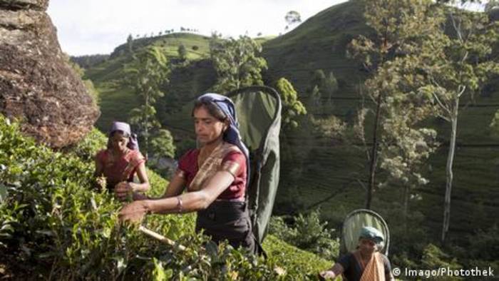 Video: Krise trifft Sri Lankas Teepflücker hart