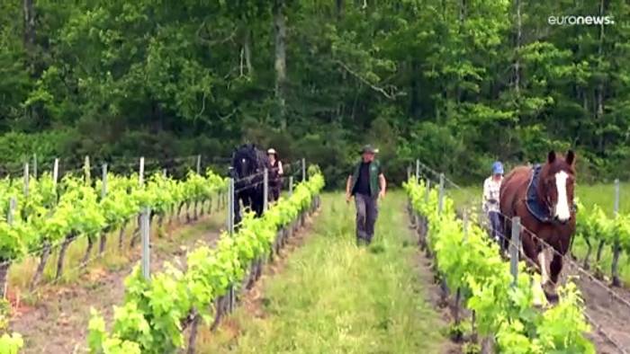Video: Zukunft des Weinbaus? Warum Kaltblüter Traktoren Konkurrenz machen