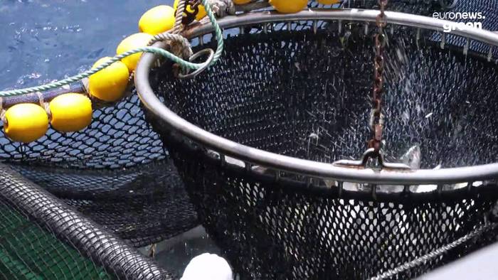 Video: Illegaler Fischfang: ein wachsendes Problem auf den Seychellen