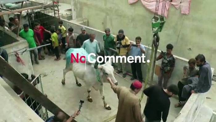 Video: Schwebende Rinder
