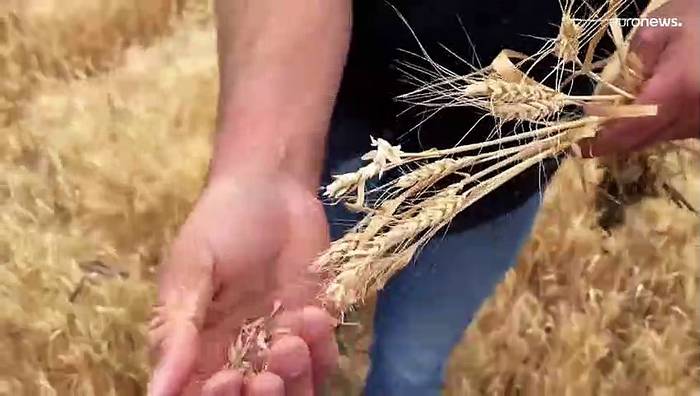 Video: Viel Staub um nichts - Getreidekrise in Rumänien spitzt sich zu