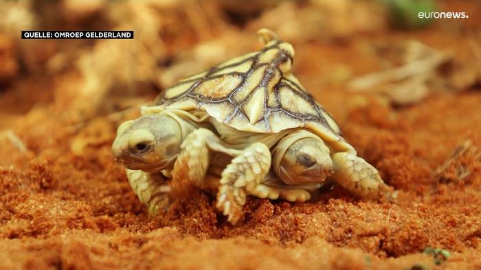 Video: Zwei Köpfe, ein Herz: Schildkröte 