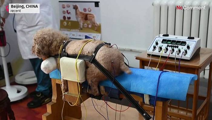 Video: Akupunktur für Haustiere - in China keine Seltenheit