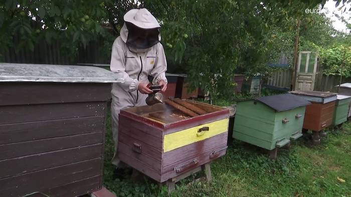 Video: Honig bald Mangelware? Krieg zerstört ukrainische Bienenstöcke