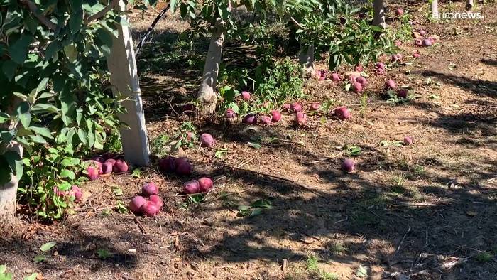 News video: Dürre und Unwetter: Portugals Bauern besorgt um Apfelernte