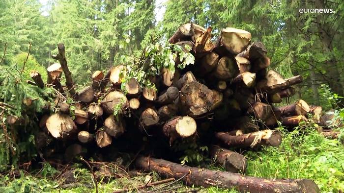 Video: Begehrtes Brennholz: Nachfrage so hoch wie nie