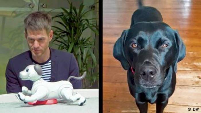 Video: Roboterhund oder echter Hund: wer ist besser?
