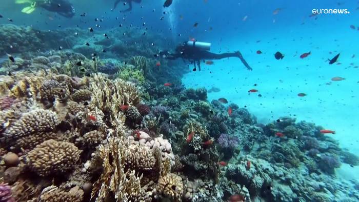 Video: Korallen zunehmend gefährdet - Taugt das Rote Meer als Reservat?