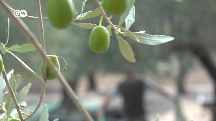 Video: Lesbos: Olivenbauern gegen den Klimawandel