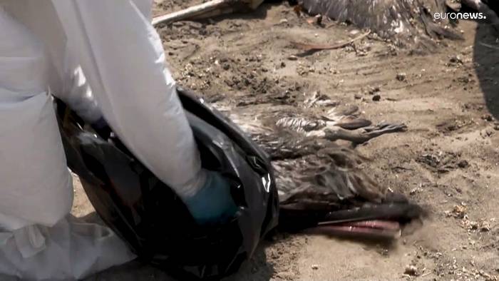 Video: Horror am Strand: Schon mehr als 14.000 verendete Pelikane
