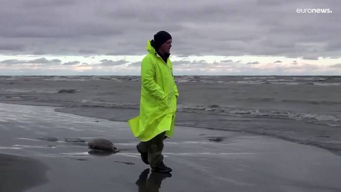 Video: Robbensterben am Kaspischen Meer: Was führte zum Tod der Meeressäuger?