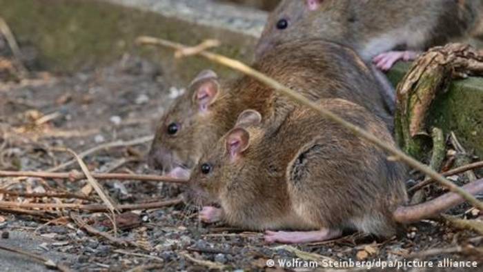 News video: Straßburg und die Rattenplage