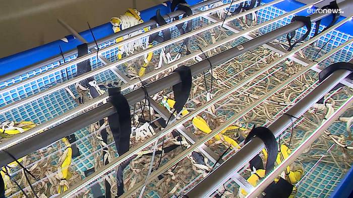 Video: Speiseplan: Algenzucht in der Nordsee