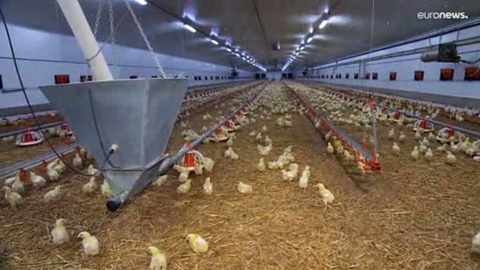 Video: Vogelgrippe: In tschechischem Betrieb müssen 220 000 Hennen gekeult werden