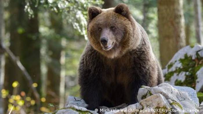 Video: Ärger um Polens Bären