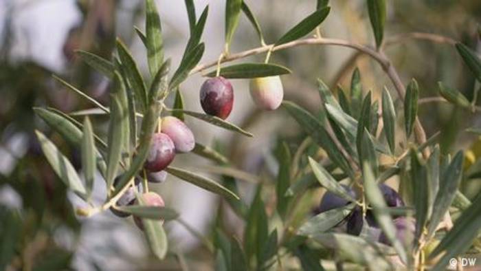 Video: Das Geheimnis von feinstem Olivenöl aus Spanien