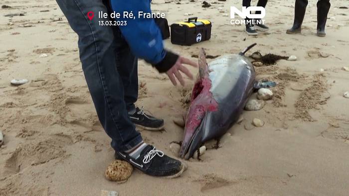 News video: Rätselraten um grausigen Tod: Mehr als 50 tote Delfine an Frankreichs Atlantikküste