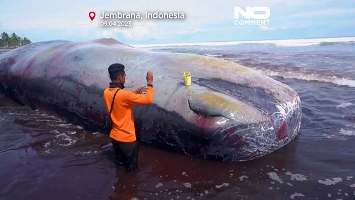 Video: Schon 3. Wal auf Ferieninsel Bali gestrandet: 