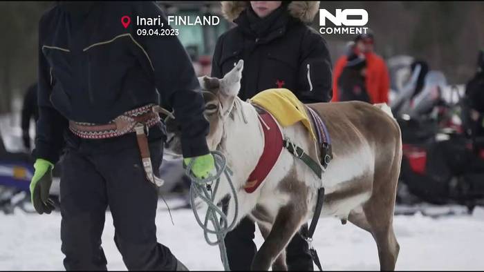 News video: Finnische Stadt Inari krönt ihren Meister im Rentierrennen