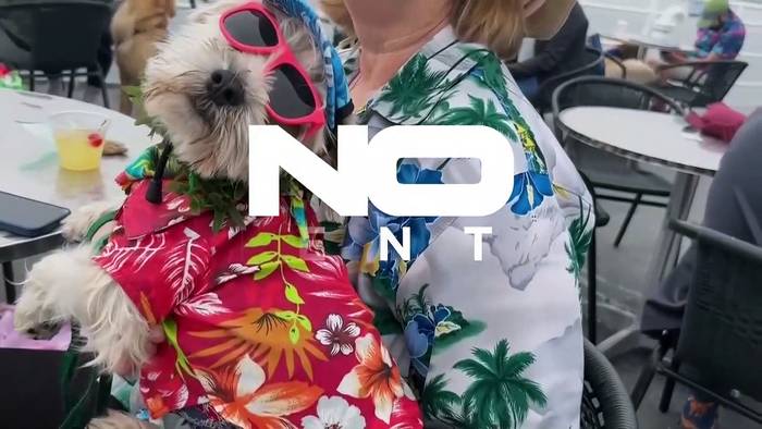 Video: Kalifornische Hunde auf Kreuzfahrt