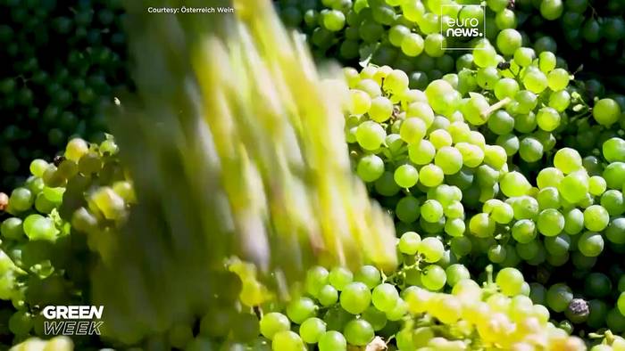 News video: Die Folgen des Klimawandels verändern den Weinanbau