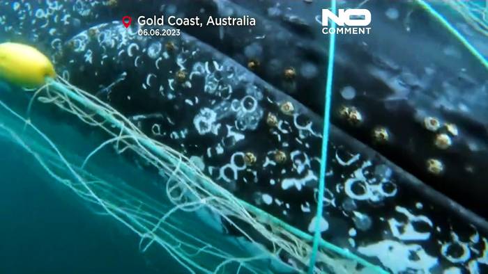 Video: Vor der Gold Coast im Netz gefangen: Wie es dem Buckel-Wal ergangen ist