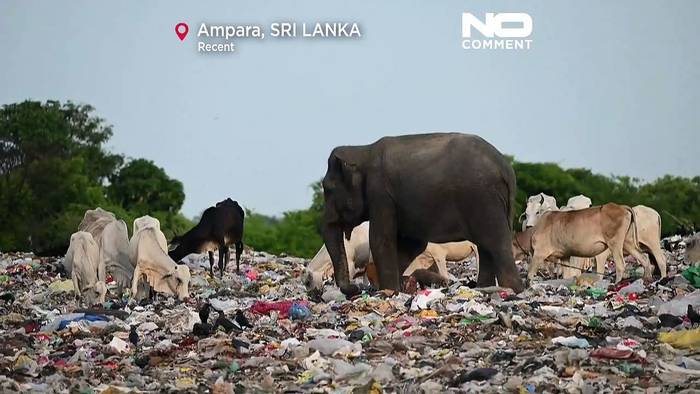 Video: Weil Elefanten dran sterben können: Sri Lanka will Plastiktüten verbieten