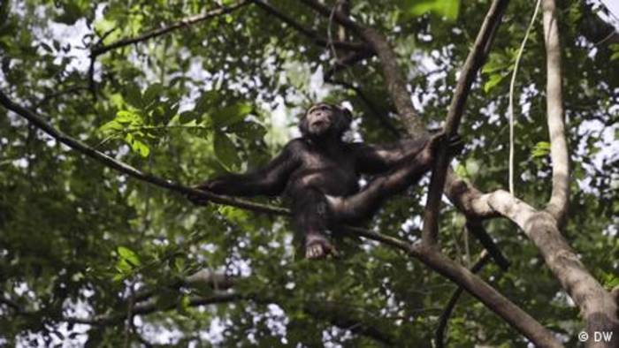 Video: Guinea: Schwierige Rückkehr der Schimpansen in die Wildnis