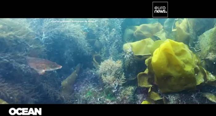 Video: Lärm beeinflusst Meereslebewesen: Wie kann man die Ökosysteme schützen?